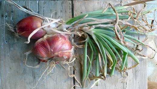 Ingredient Spotlight: Shallots